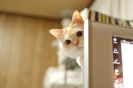 ねこ画像で癒されるトピ4
