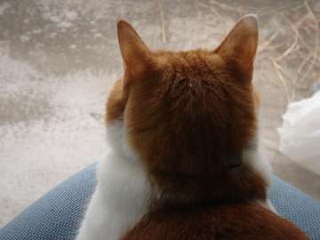 ねこ画像で癒されるトピ4