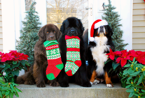 クリスマス×動物の画像下さい!