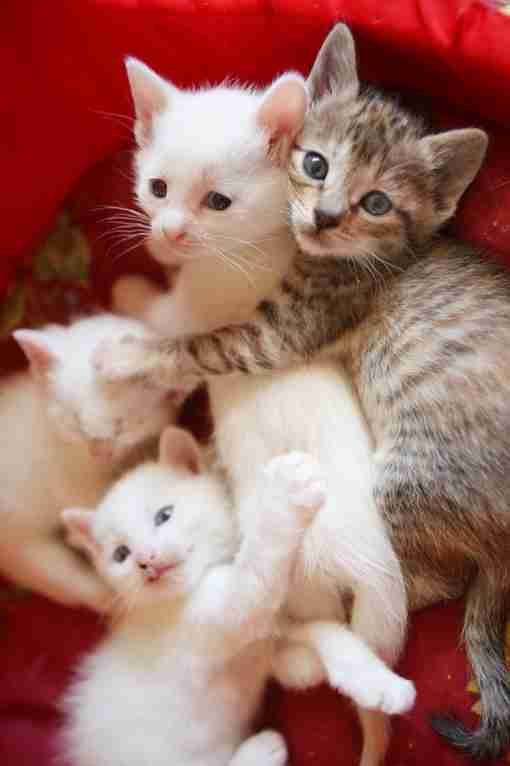 ねこ画像で癒されるトピ4