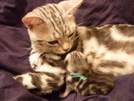 ねこ画像で癒されるトピ4