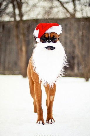 クリスマス×動物の画像下さい!