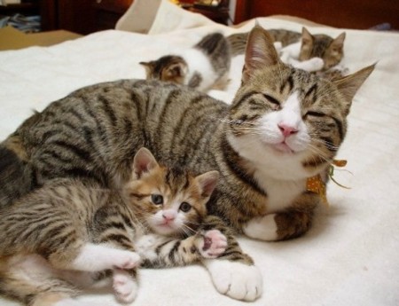 ねこ画像で癒されるトピ4