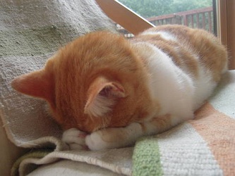 ねこ画像で癒されるトピ4