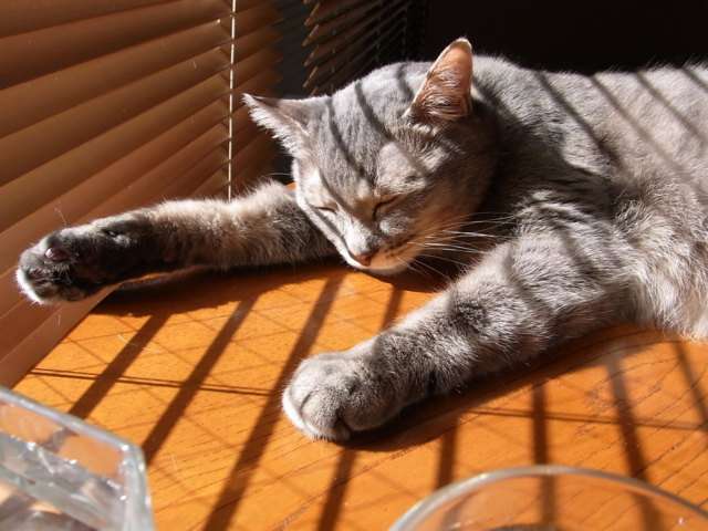 ねこ画像で癒されるトピ4