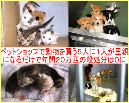 今年ガルちゃんで拾った画像