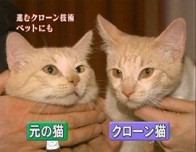 死んだ愛犬のクローンを2400万円で注文。英夫婦が韓国企業に
