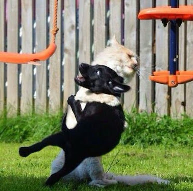ねこ画像で癒されるトピ4