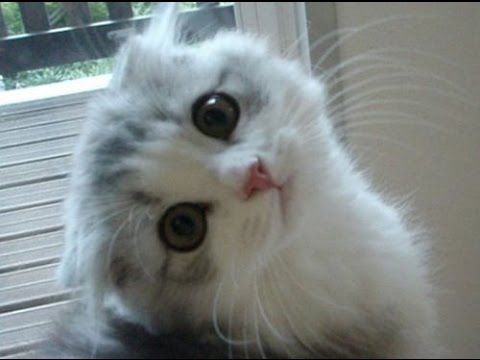 ねこ画像で癒されるトピ4