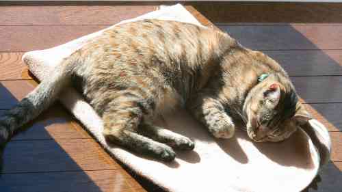 ねこ画像で癒されるトピ4
