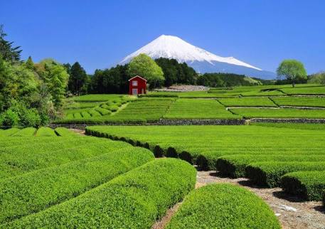 緑色の素敵な画像を貼るトピ
