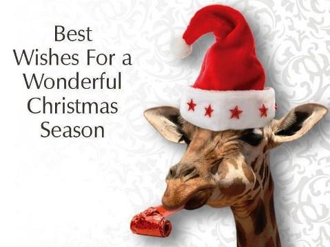 クリスマス×動物の画像下さい!