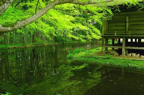 緑色の素敵な画像を貼るトピ