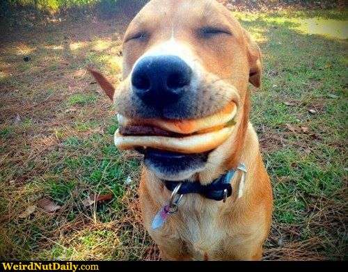 ハンバーガーが好きな人