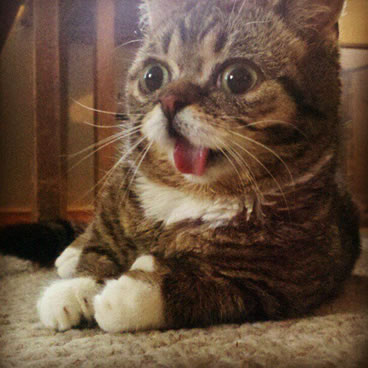 ねこ画像で癒されるトピ4