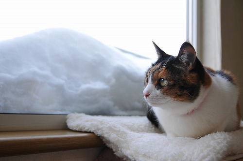 ねこ画像で癒されるトピ4