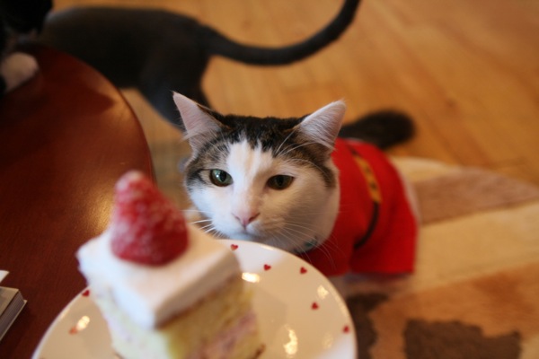 ねこ画像で癒されるトピ4