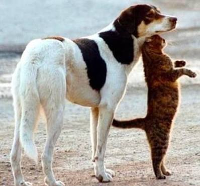 ねこ画像で癒されるトピ4