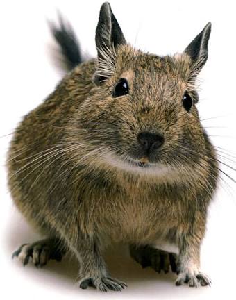 ペット、なに飼ってる？