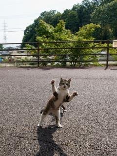 ねこ画像で癒されるトピ4