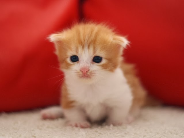 ねこ画像で癒されるトピ4