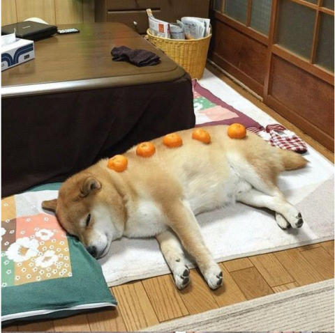 貼られた画像を、貼り主以外が説明しよう