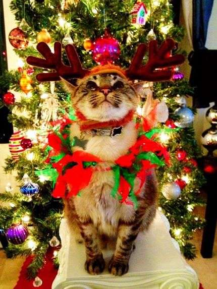あなたの好きな画像、キャラクターでメリークリスマス！