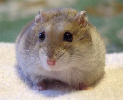 動物好きさん集まれ～