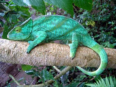 緑色の素敵な画像を貼るトピ