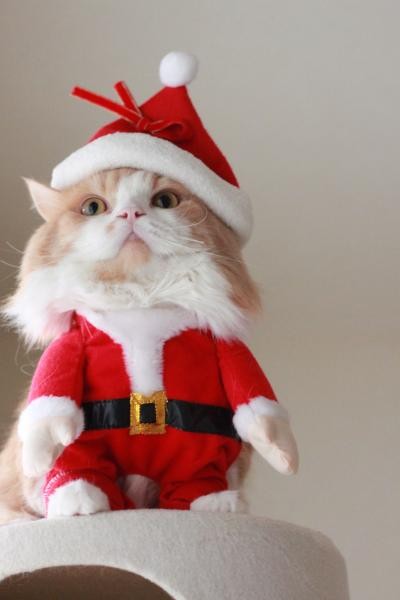 クリスマス×動物の画像下さい!