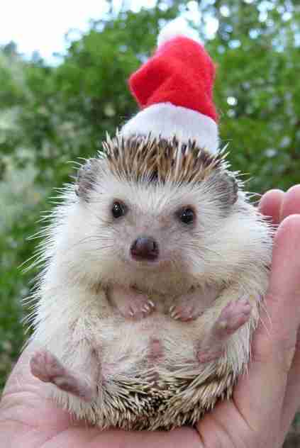 クリスマス×動物の画像下さい!