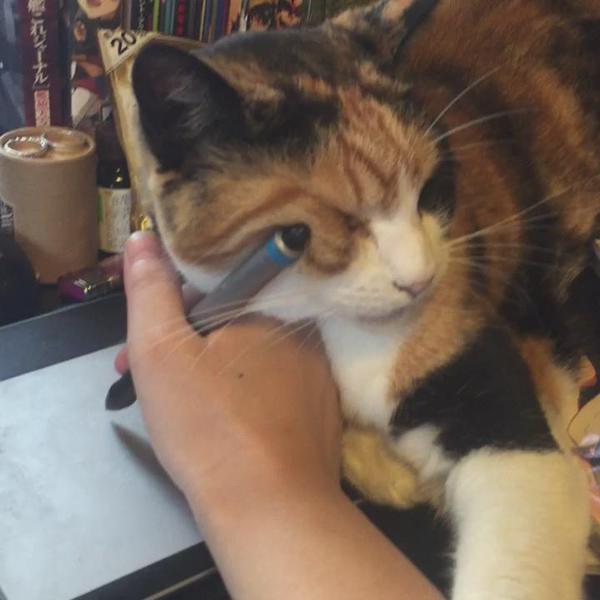 ねこ画像で癒されるトピ4