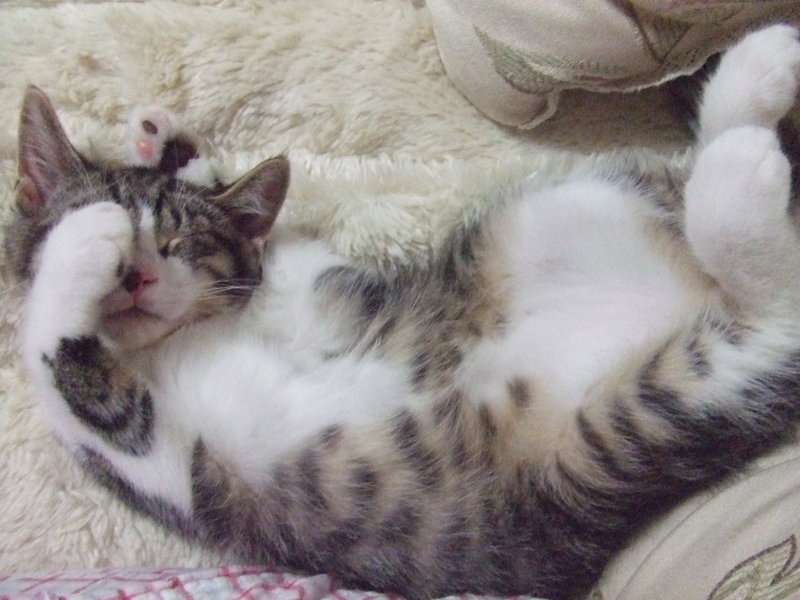 ねこ画像で癒されるトピ4