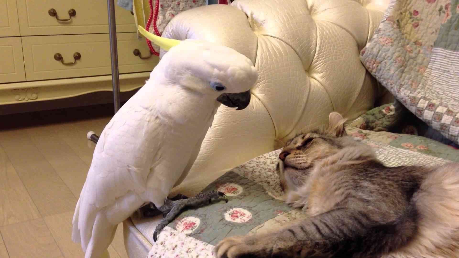 猫に触りたいオウム - YouTube