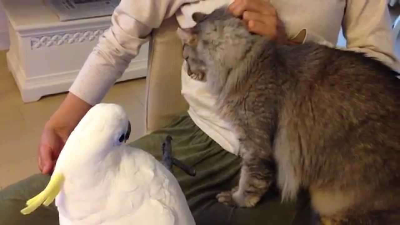 『猫に触りたいオウム』からだいたい２年（猫の名前を呼べるようになりました） - YouTube