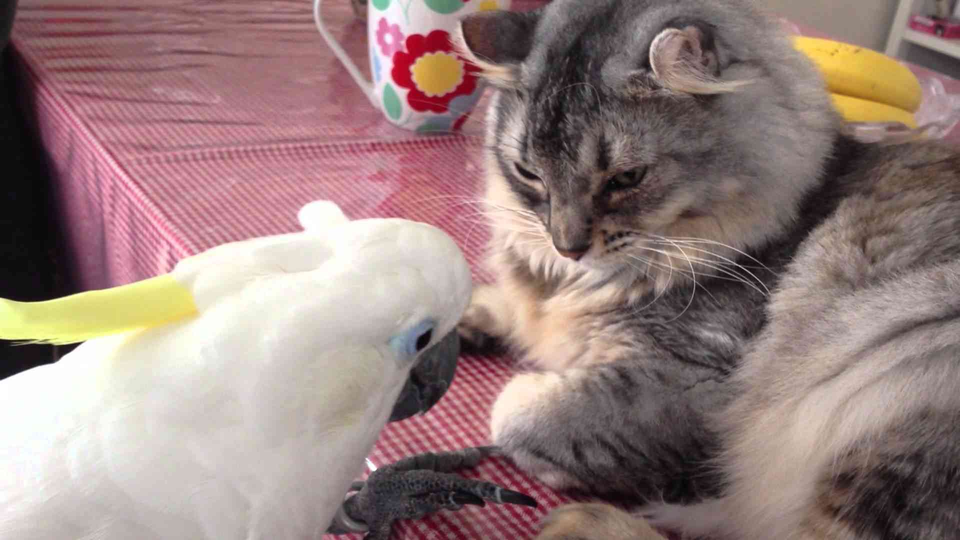 『猫に触りたいオウム』から１年（猫にちょっと触れているオウム） - YouTube