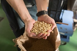 豆乳を選ぶ！調整と無調整の違いは？毎日飲むならどっちにする？ | 日々の話題　これって何？