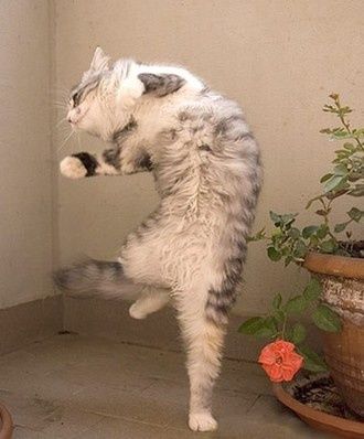 ねこ画像で癒されるトピ4