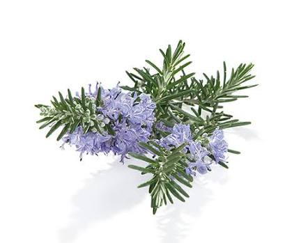 カレーが好きな人！