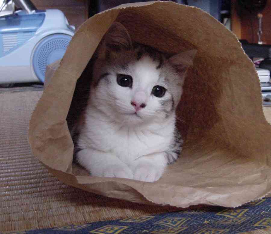 ねこ画像で癒されるトピ4