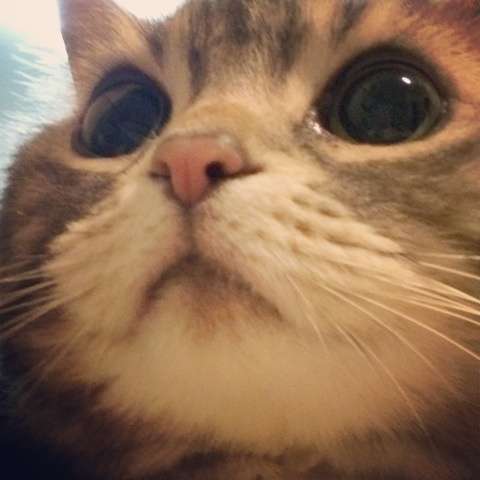 ねこ画像で癒されるトピ4