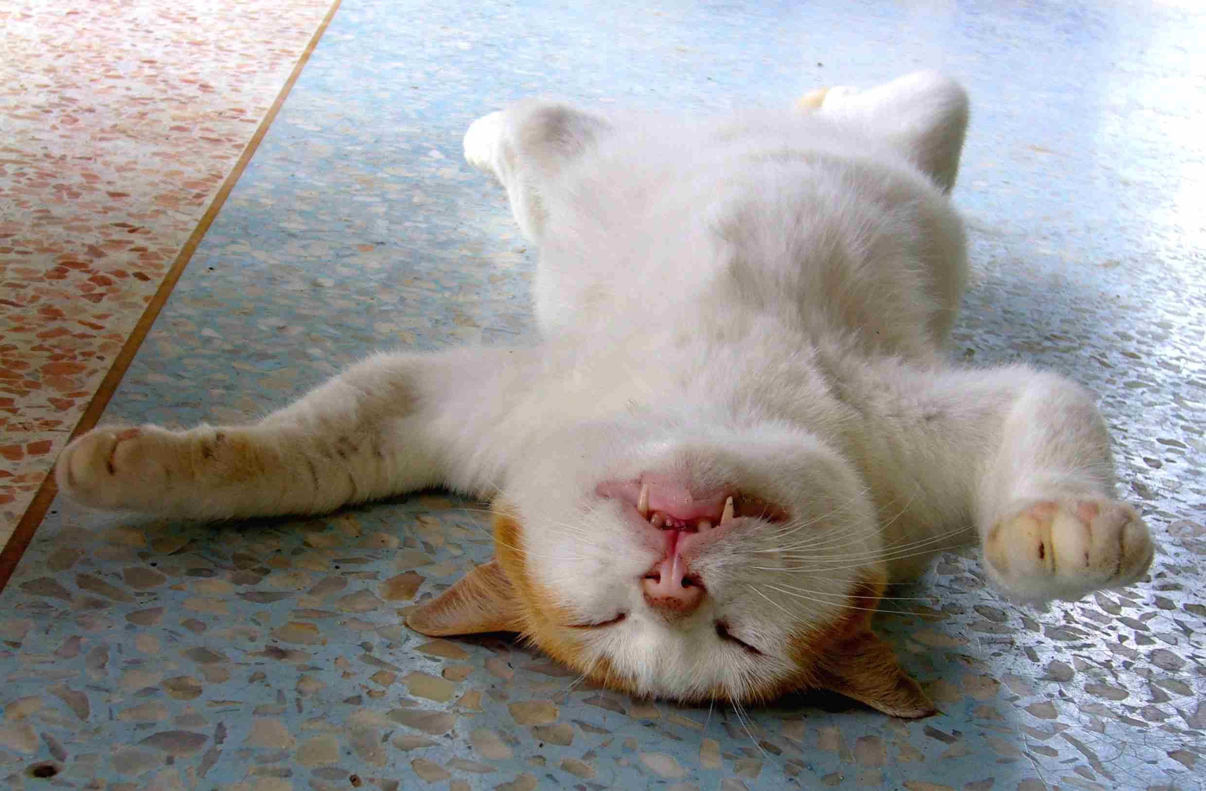 ねこ画像で癒されるトピ4