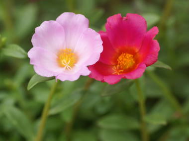 ついつい忘れてしまうこと