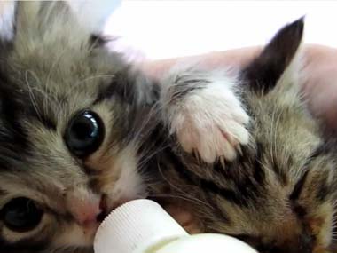 ねこ画像で癒されるトピ4