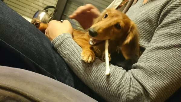 【情報提供求む】空き巣に入られ大切な愛犬が拉致された！飼い主の悲痛な叫び