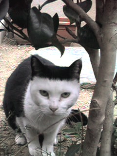 ねこ画像で癒されるトピ4