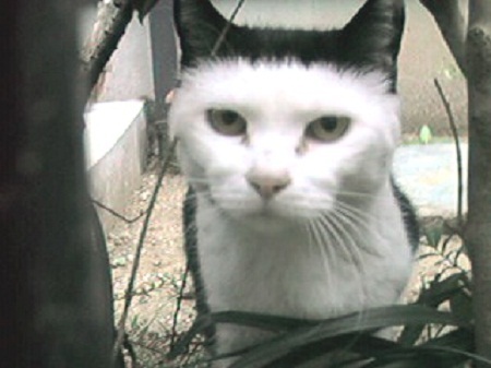 ねこ画像で癒されるトピ4