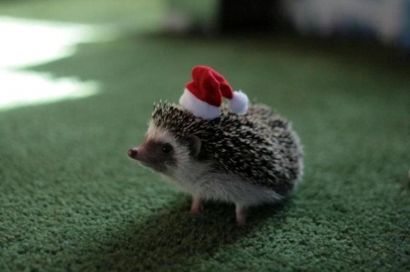 クリスマス×動物の画像下さい!
