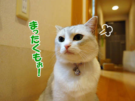 テレビのごり押しで嫌なのは？
