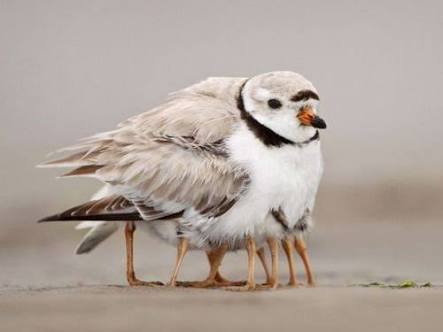 鳥の写真が集まるトピ